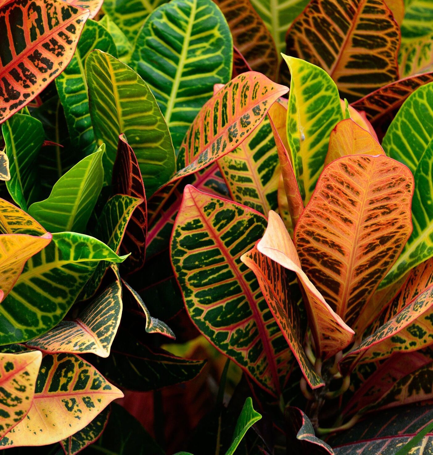 Bathroom plants croton
